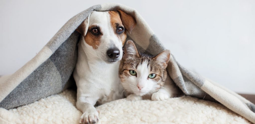 Pros and Cons of Having Pets